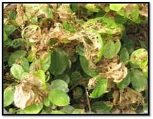 uploads/images/pest/jasmine leaf webber.jpg
